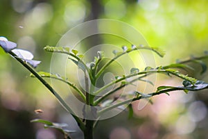 Curry Plant, Karapincha in the forest