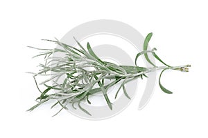 Curry plant leaf isolated on white