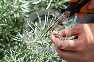 Curry Plant. Pruning a curry plant. Spices of the world. Caring for plants. Hands with scissors photo