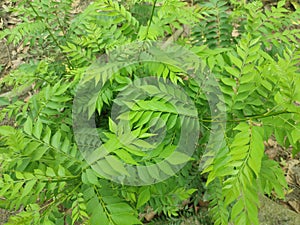 Curry tree, Murraya koenigii , Bergera koenigii, sweet neem leaves