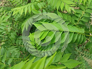 Curry tree, Murraya koenigii , Bergera koenigii, sweet neem leaves.