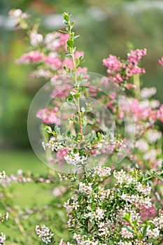Currybush Escallonia Victory, branch with whitish to pinkish flowers