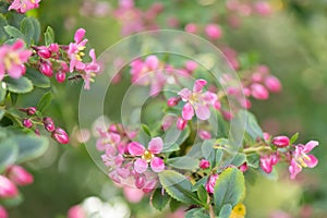 Currybush Escallonia Victory, pinkish to lilac flowers