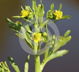 Cursed buttercup (Ranunculus sceleratus) photo