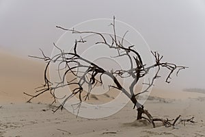 Cursed tree in the sea fog, Namibia photo