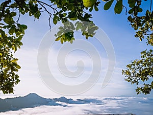 Curtain background leaves and mist