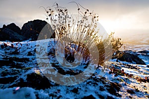 curtain of dry grass among snow shivers in wind