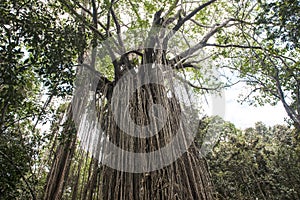 Curtain fig tree, Curtain Fig Tree National Park, Atherton Tablelands, Australia