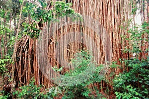 Curtain Fig Tree Queensland Australia