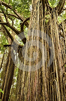 Curtain Fig Tree photo