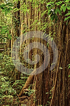 Curtain Fig Tree photo