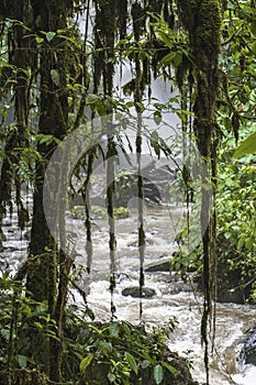 A curtain of lianas and Tillandsia in front of a small jungle river