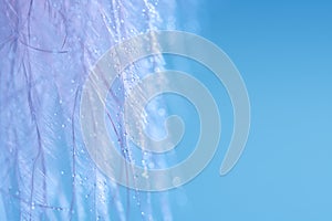 A curtain made of a bird feather with drops on a blue background. Beautiful macro, abstract artistic image.