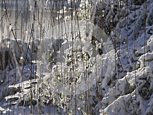 Curtain of twigs and barks of a willow tree covered with ice and snow