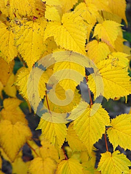 Curtain of Yellow Leaves