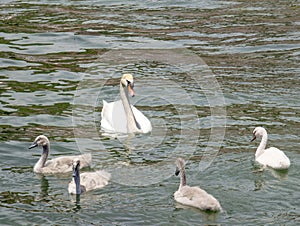 Curte swan family