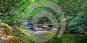 Curtis Creek near Curtis Creek Campground in the Pisgah National Forest North Carolina