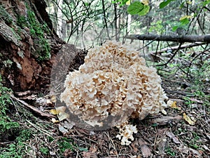 Un example of magic the nature, un curtly mushrooms photo