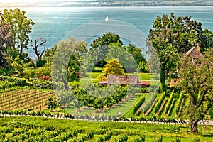 Curtural landscape with fruit plantation near Hagnau at lake Constance Germany