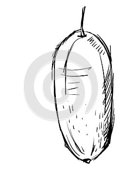 Curuba sketch, illustration, vector