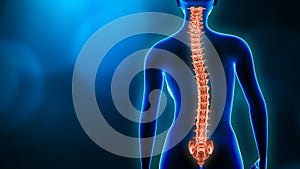 Curvature of the spine and woman body back view 3D rendering illustration with copy space. Spine disorder, scoliosis, backbone