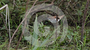 The curve-billed reedhaunter (Limnornis curvirostris)