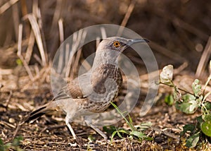 Curve-billed thrasher