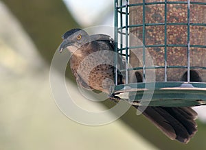 Curve-Billed Thrasher