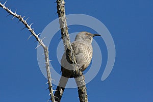 Curve-billed thrasher Toxostoma curvirostre