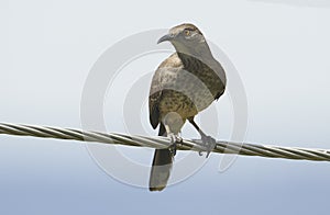 Curve-billed Thrasher Toxostoma curvirostre perched on a wire, Jocotopec, Jalisco, Mexico