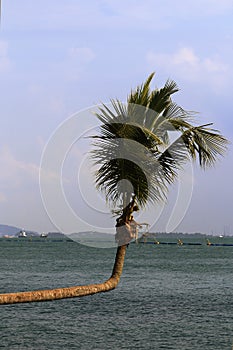 Curve coconut tree