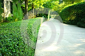 Curve concrete pathway with green trimmed bush hedge in the park