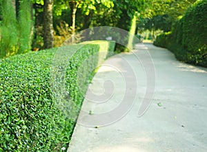 Curve concrete pathway with green trimmed bush hedge in the park