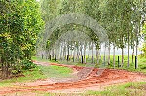 Curve on dirt road of a farm with tire tracks on ground