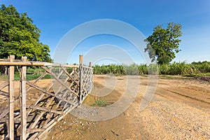 Curve dirt road leading to the sugarcane farm