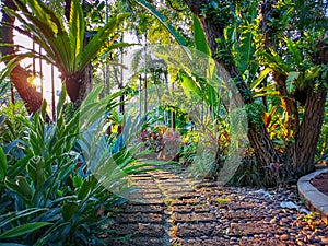 Curve pattern of brown laterite stepping walkway in a tropical garden, greenery fern plant, shrub and bush, under shading