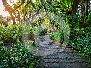 Curve pattern of brown laterite walkway in a tropical garden, greenery fern plant, shrub and bush, decorate with orange pottery