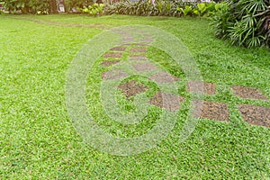 Curve pattern walkway of square Laterite stepping stone on fresh green grass yard, smooth carpet lawn and lady palm and shrub on