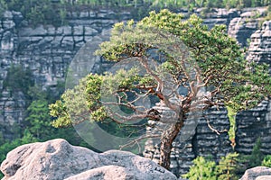 Curve pine tree with sandstone rocks in background