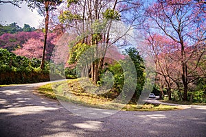 curve of Pink Cherry blossom (Wild Himalayan cherry) at Khun Chang Kian the most popular place for Cherry blossom viewing in