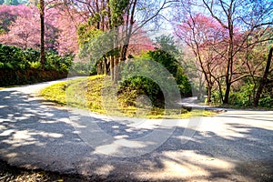 curve of Pink Cherry blossom (Wild Himalayan cherry) at Khun Chang Kian the most popular place for Cherry blossom viewing in