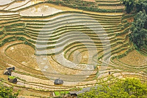 Curve at rice terraces at the mountains in Tavan Village Sapa.
