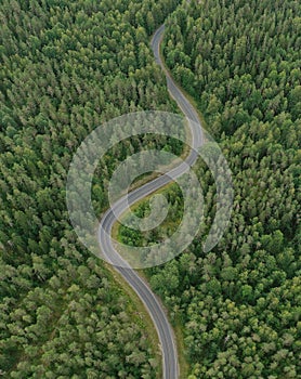 Curve road through a forest. Aerial view