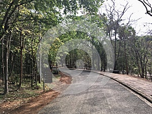 Curve road going through sideways the forest