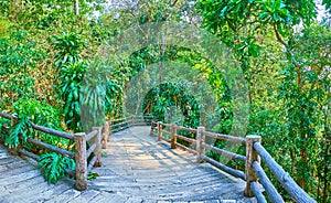 Curved alley in lush forest, Mae Fah Luang garden, Doi Tung, Thailand