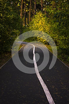 curved asphalt highway and autumn forest by sides