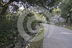 Curved asphalted road through rocky green evergreen forest