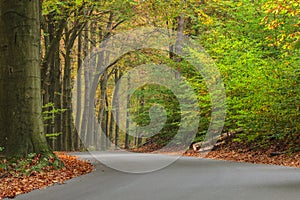 Curved autumn road in Dutch national park Veluwe