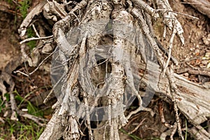 Roots of fallen tree in the forest