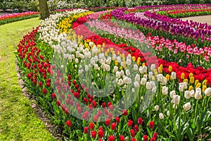 Curved bed of multi-coloured tulips in the Keukenhof Gardens in the Netherlands